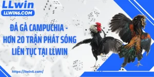 Đá Gà Campuchia - Hơn 20 Trận Phát Sóng Liên Tục Tại LLWIN