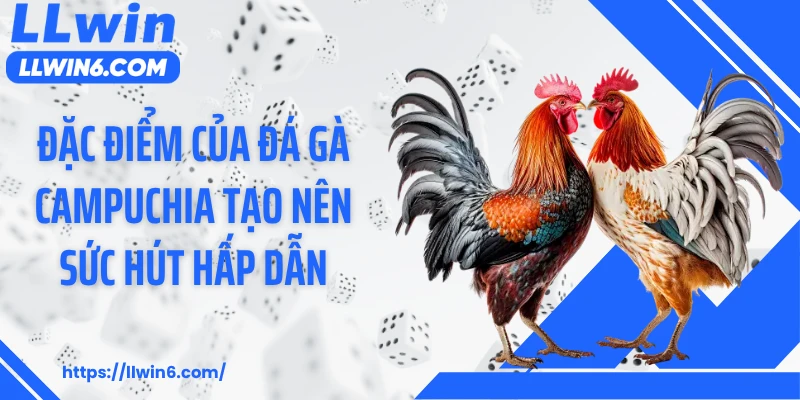 Đặc điểm của đá gà Campuchia tạo nên sức hút hấp dẫn