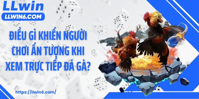Điều gì khiến người chơi ấn tượng khi xem trực tiếp đá gà?