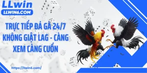 Trực Tiếp Đá Gà 24/7 Không Giật Lag - Càng Xem Càng Cuốn